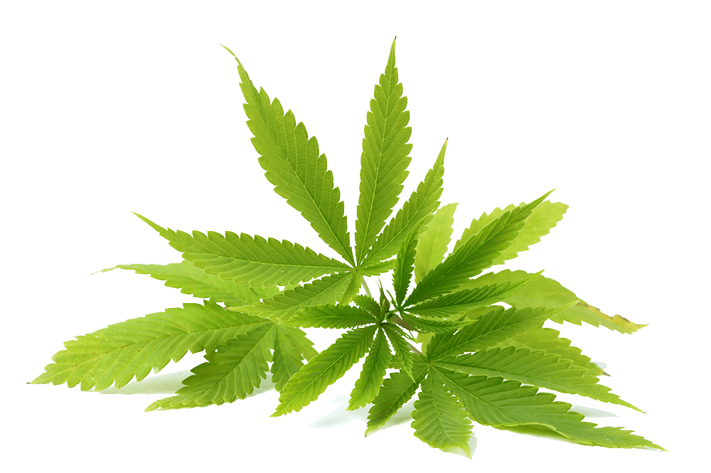 What are the skin benefits of CBD derived from Hemp also known as cannabis sativa?