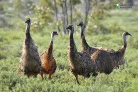 EMU OIL : The Facts